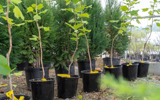 young sycamore plants in pots